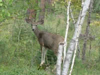 We saw lots of deer